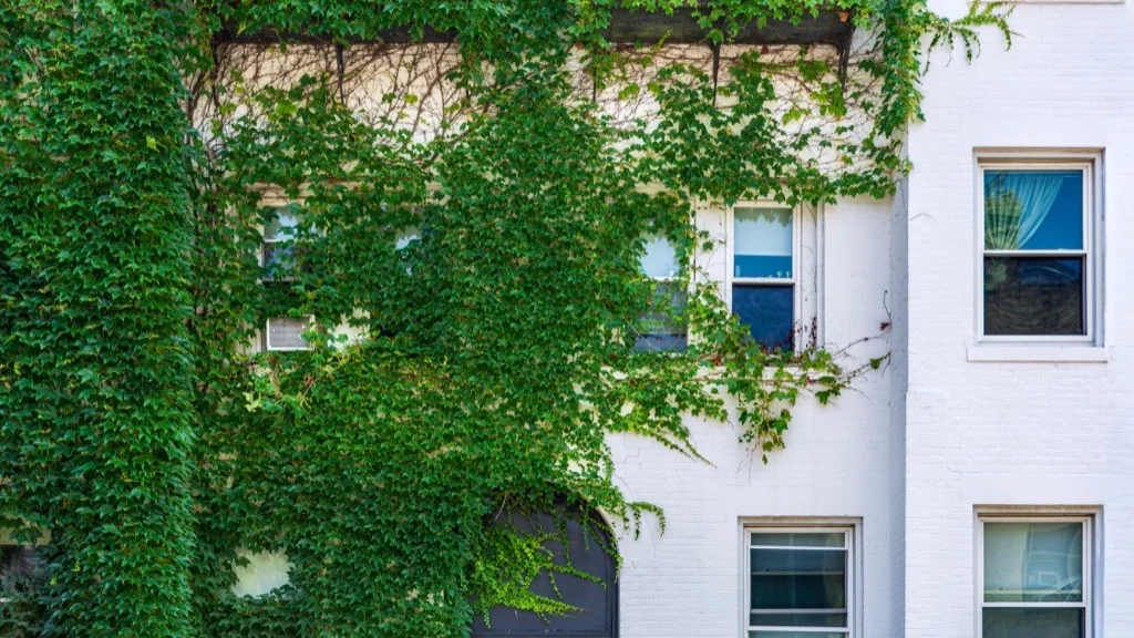 White building facade gradually covered by green creeping ivy, metaphor for scope creep